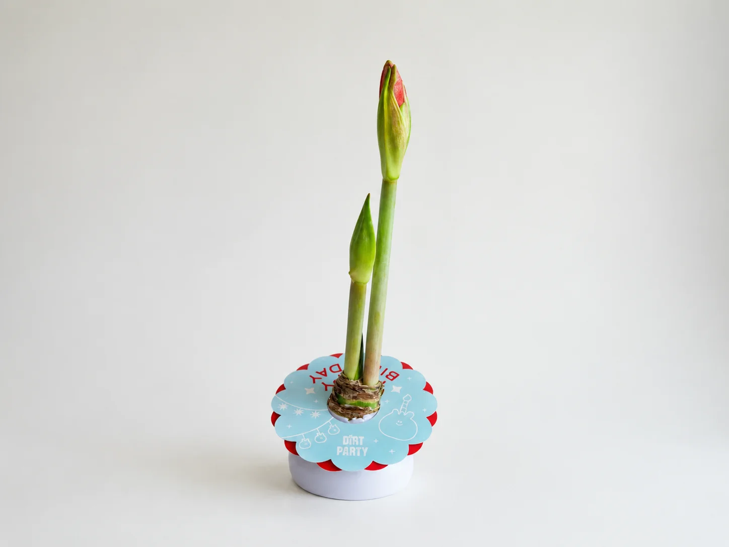 Waxed amaryllis bulb standing upright