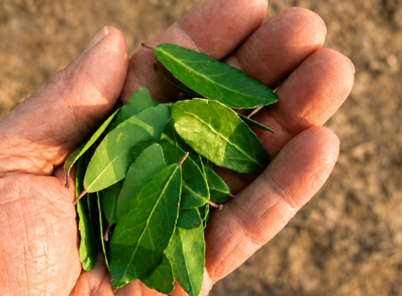 A hand holding freshly picked green leaves.