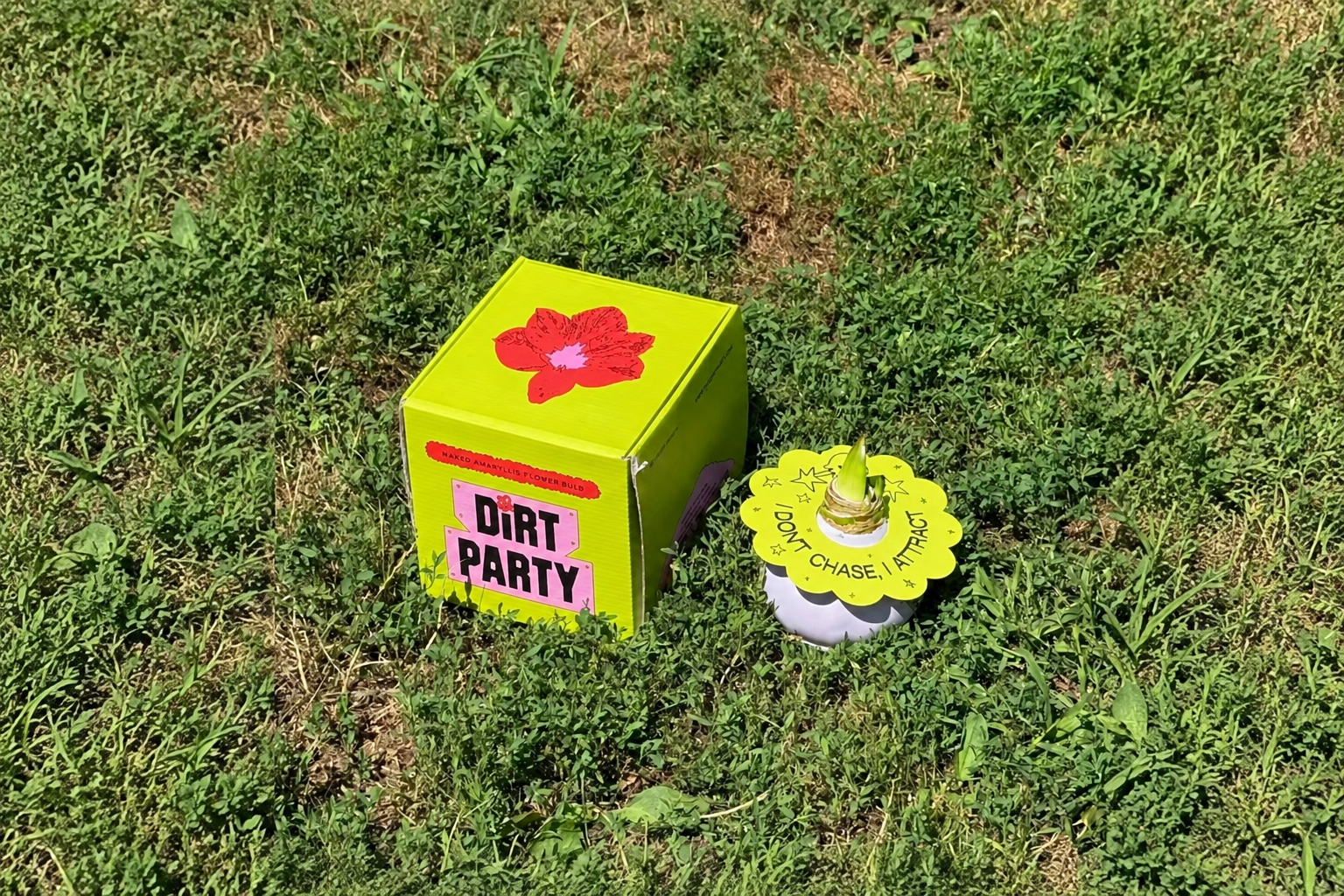 A bright green Dirt Party box and waxed amaryllis bulb displayed on grass